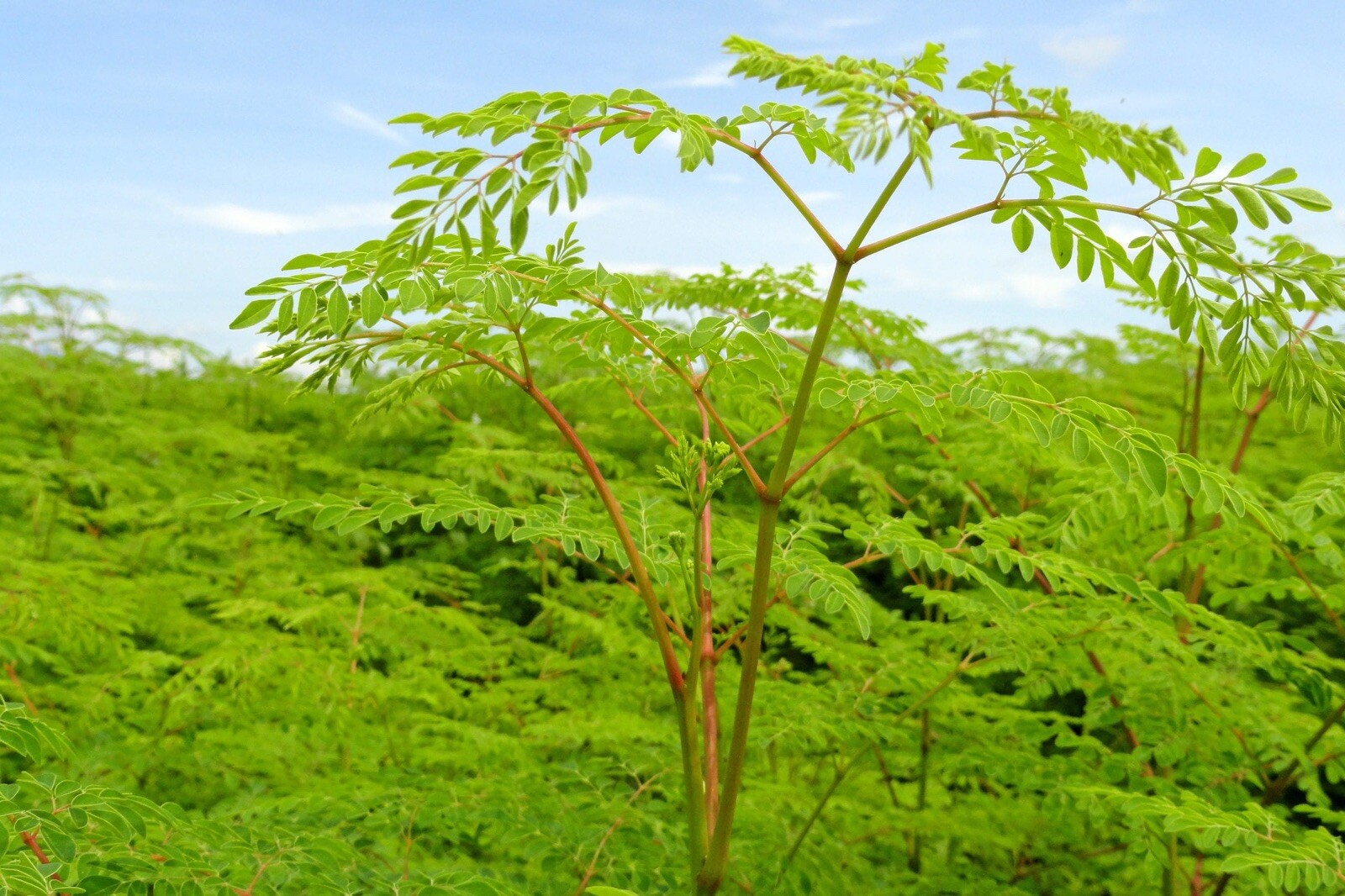 Moringa Seeds | Drumstick Tree | Organic | NON-GMO | Best Seller