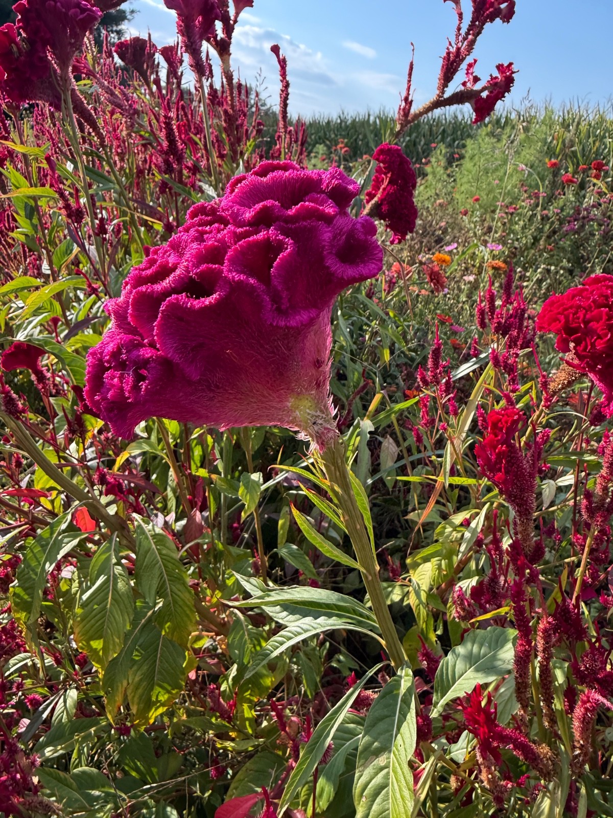 Mix of celosia cockscomb seed. At least 1,000 seeds dried. Several varieties