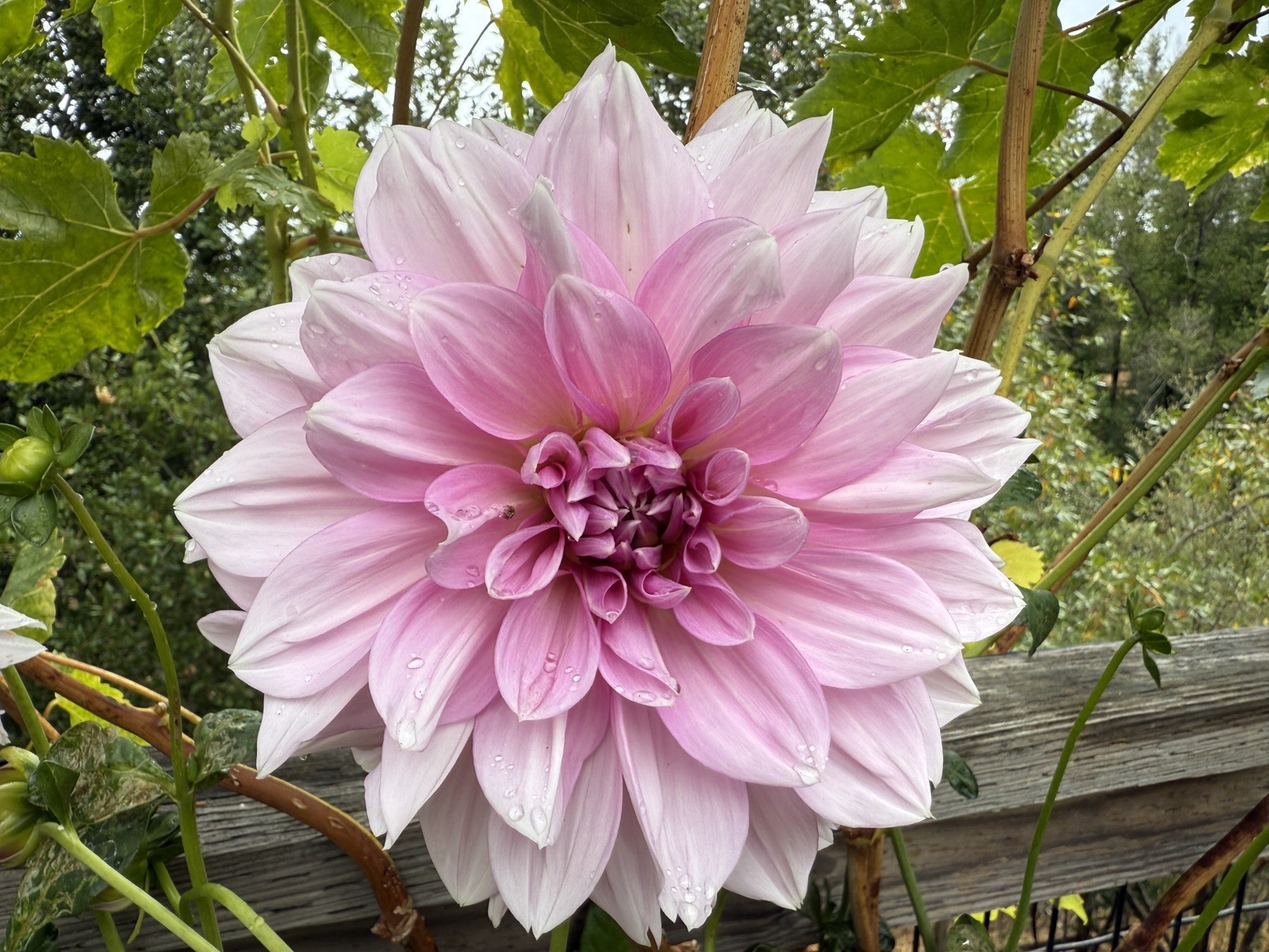 Dahlia Tubers-Lavender Perfection pink