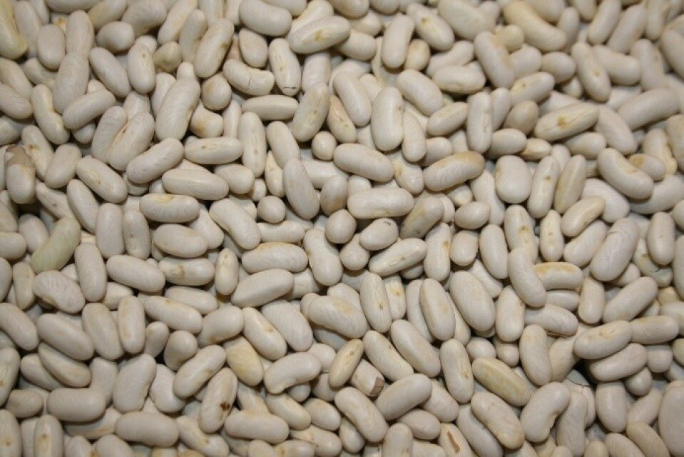 50 Fresh Blue Lake Pole Bean Heirloom Seeds – Free Seeds Included!