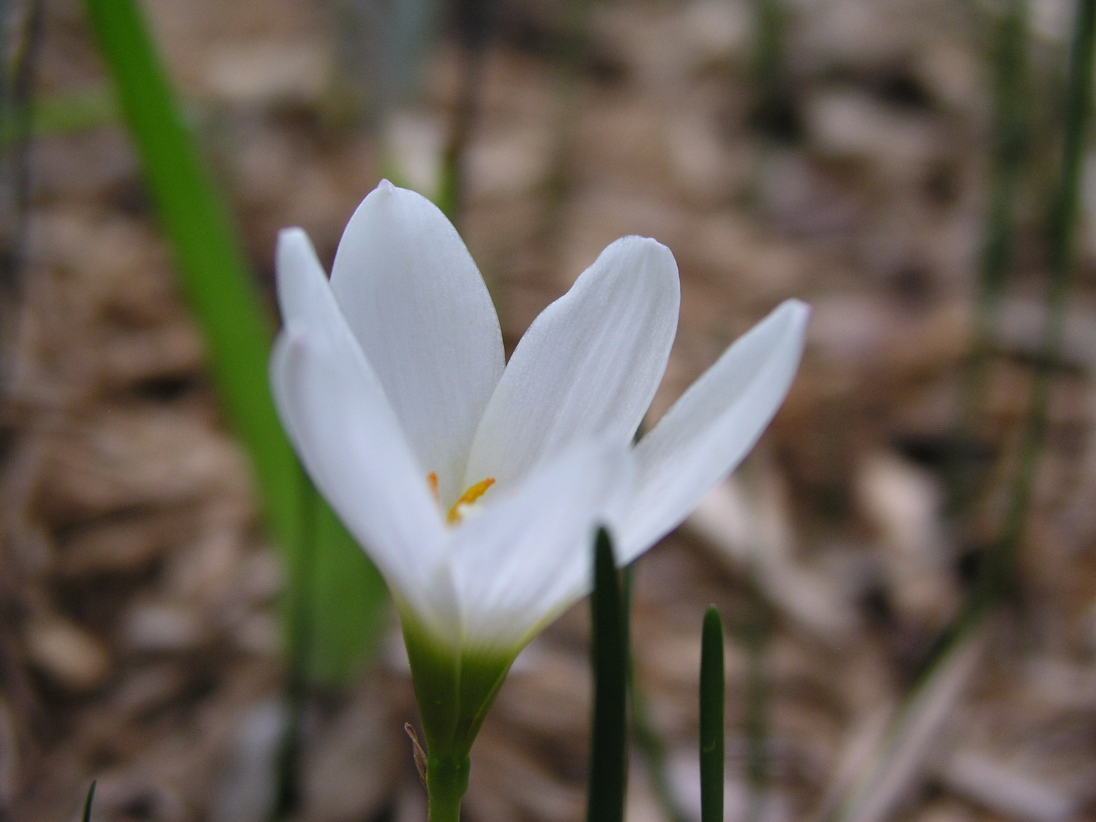 Rain Lily, Zephyranthes Candida Major wide cup-shape petals, 2 bulbs, habranthus