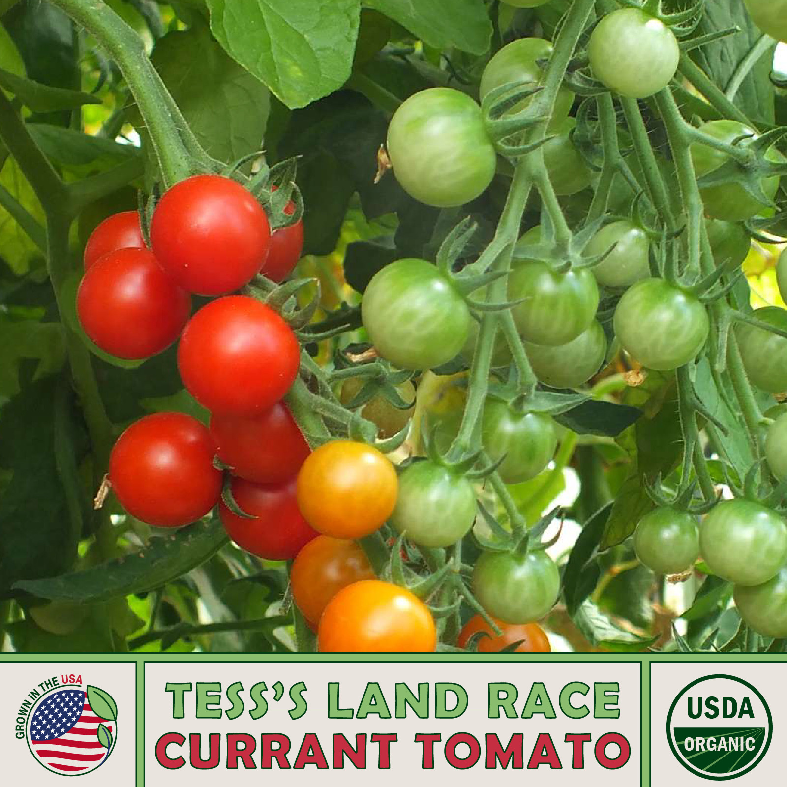 10 Tess’s Land Race Currant Tomato Seeds, Organic, Open-Pollinated, Non-GMO