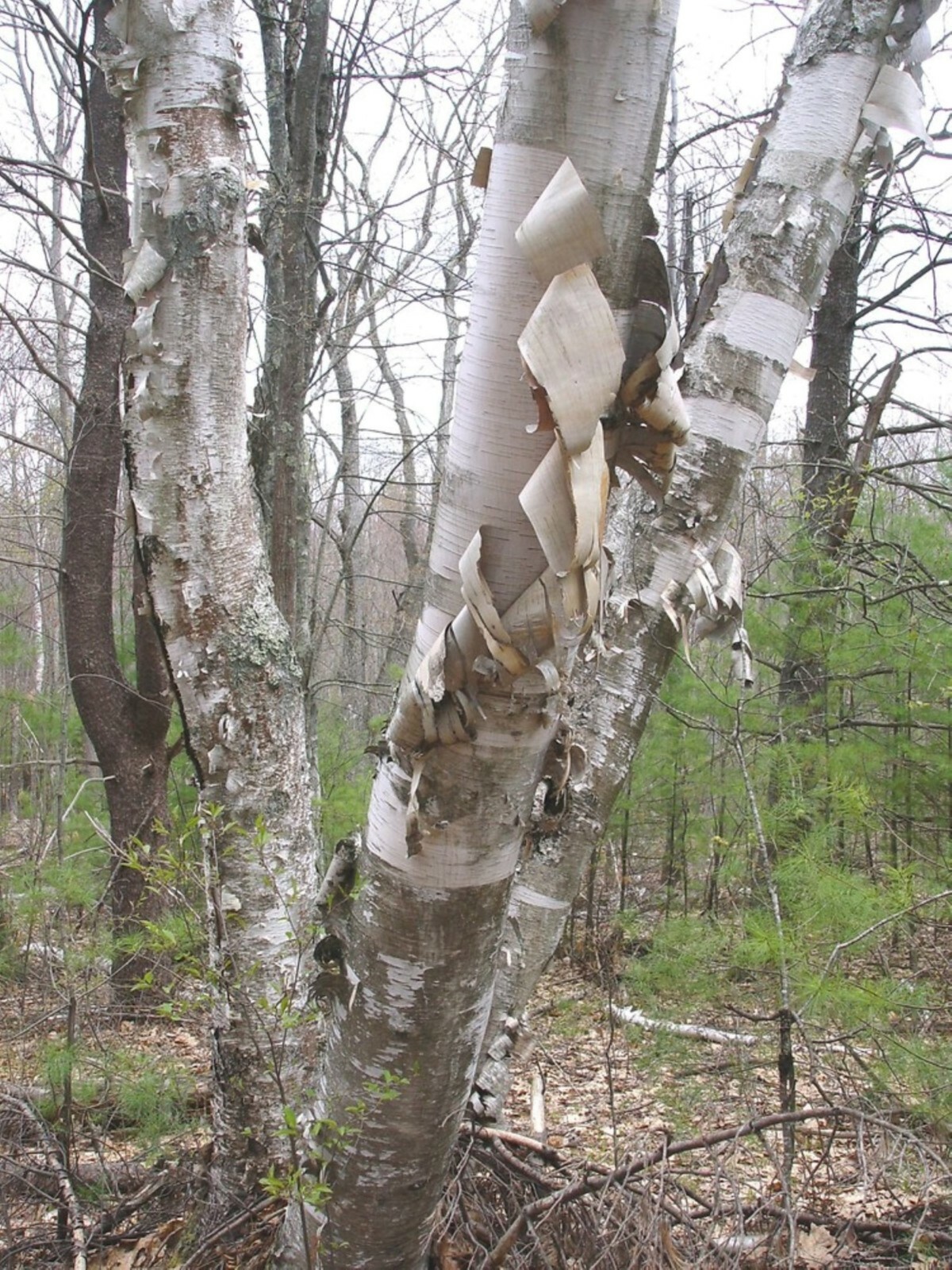 Paper Birch exact plant #23 (Betula papyrifera), 5-6 ft tall dormant plant