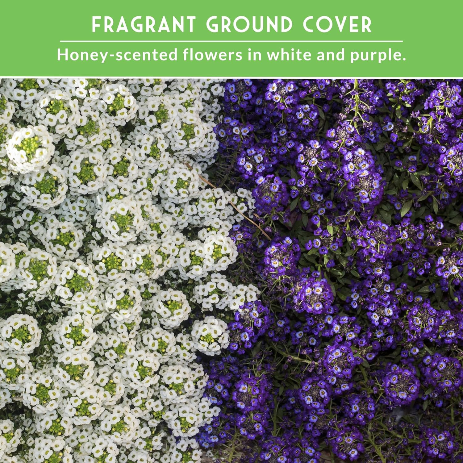 Alyssum Seeds for Planting – 2 Varieties | Purple Royal Carpet & White Carpet of