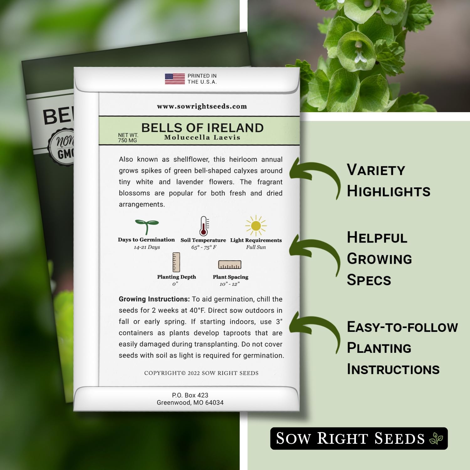 Sow Right Seeds – Bells of Ireland Flower for Planting – Unique green