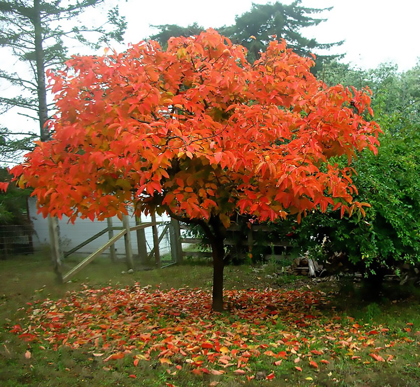 Japanese Persimmon, Diospyros kaki, Tree Seeds