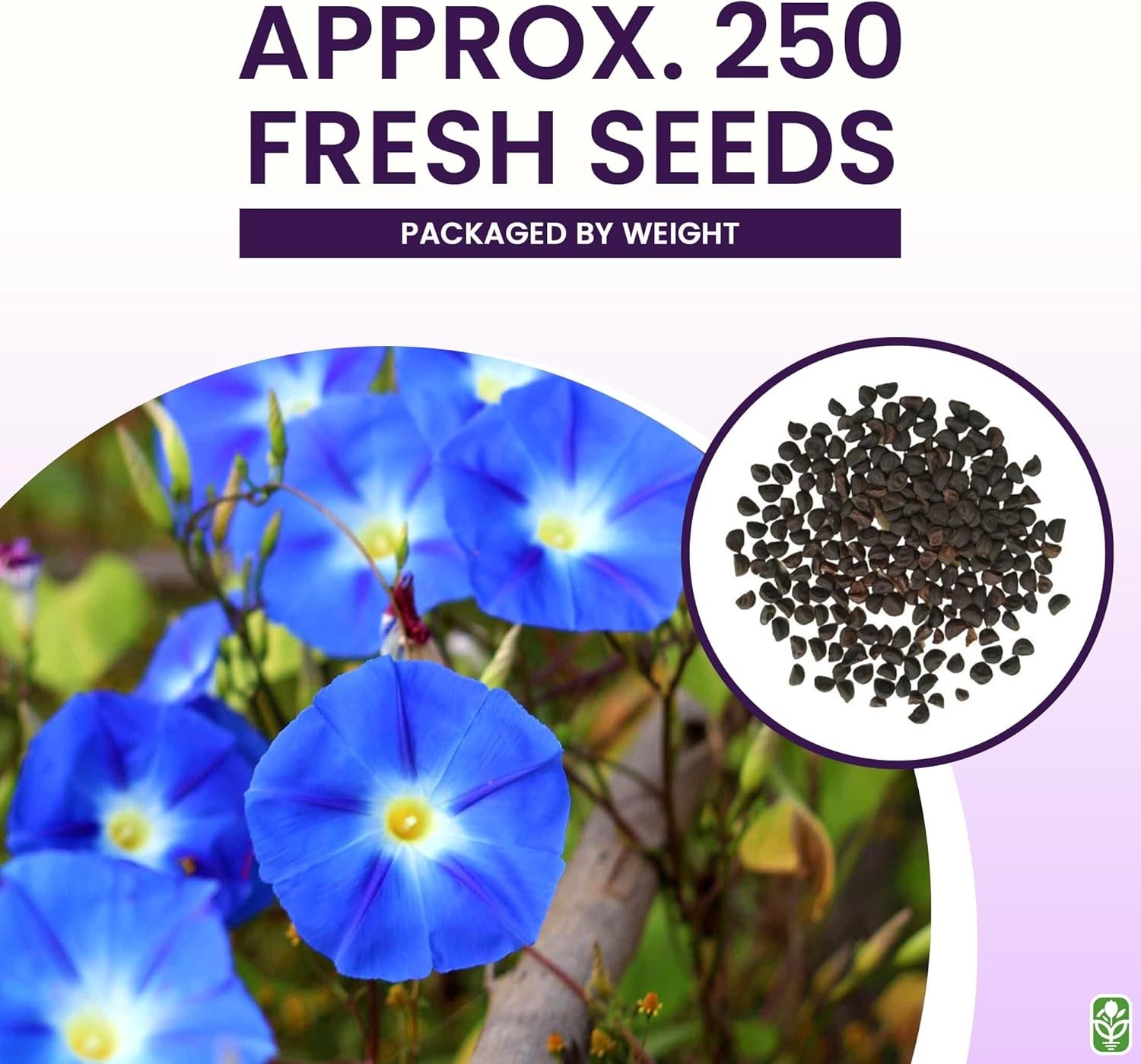 Fast-Growing Heavenly Blue Morning Glory Seeds – Perfect for Sprawling Gardens
