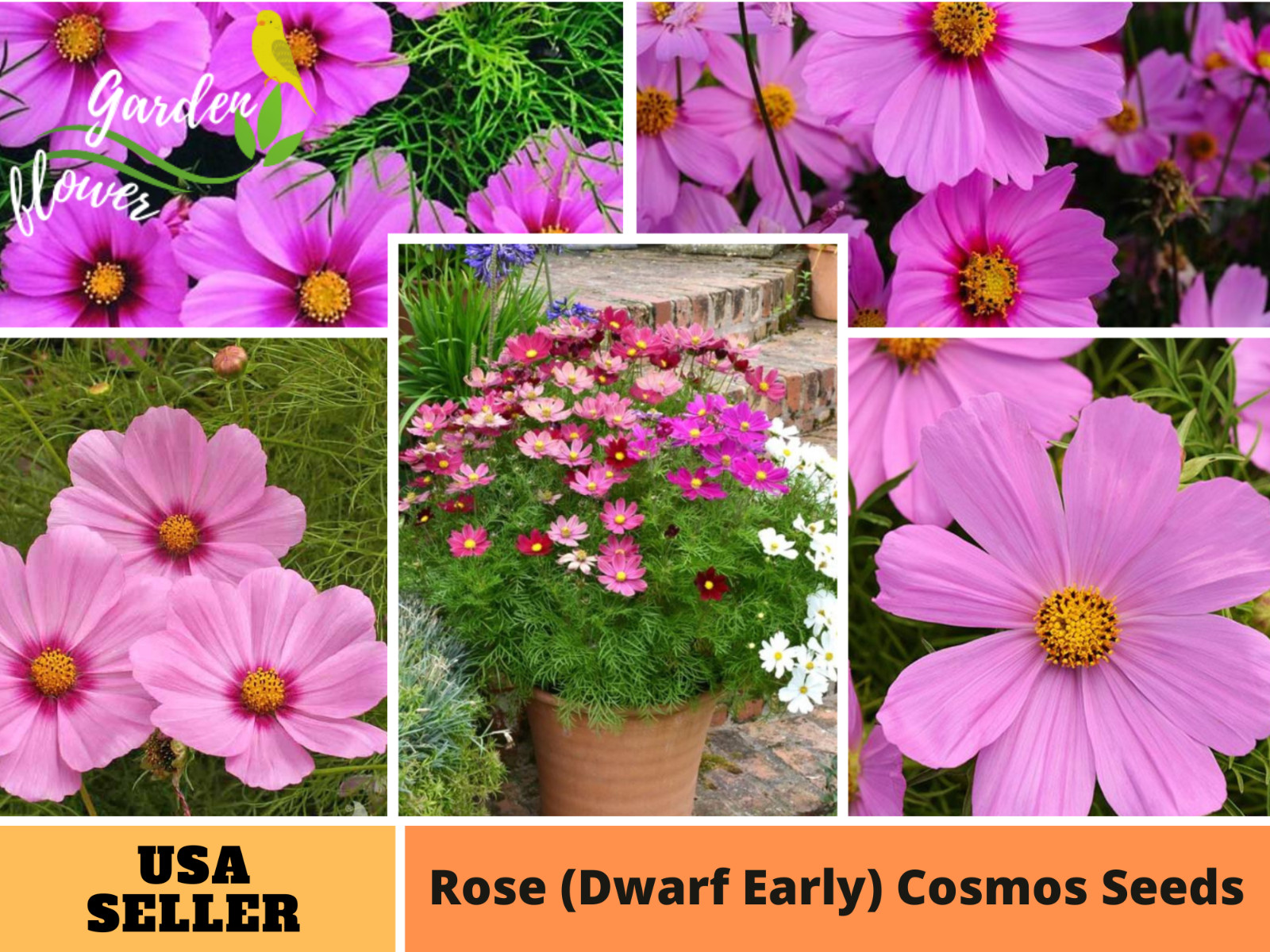 50+Seeds| Rose (Dwarf Early) Cosmos Seeds Seeds #L016