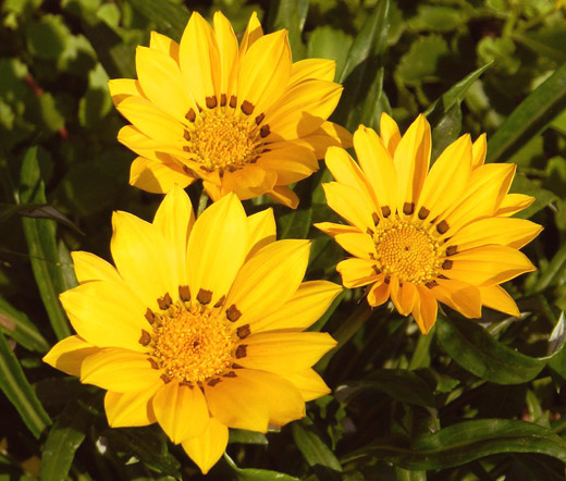 GAZANIA KISS GOLDEN YELLOW Gazania Rigens – 100 Bulk Seeds