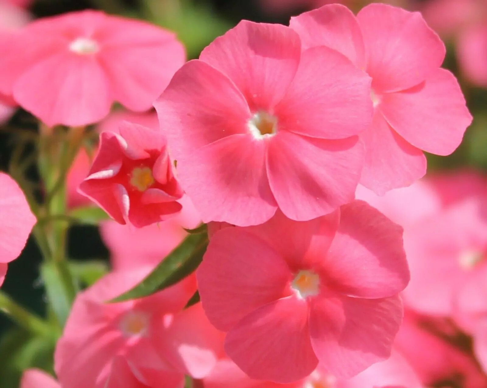 50 Salmon Beau Phlox Seeds Flower Perennial Seed Flowers Bee Butterfly US SELLER