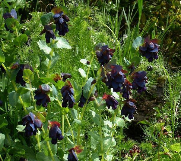 Cerinthe major ‘Purpurascens’ | Kiwi Blue | Purple Bell | 5 Seeds