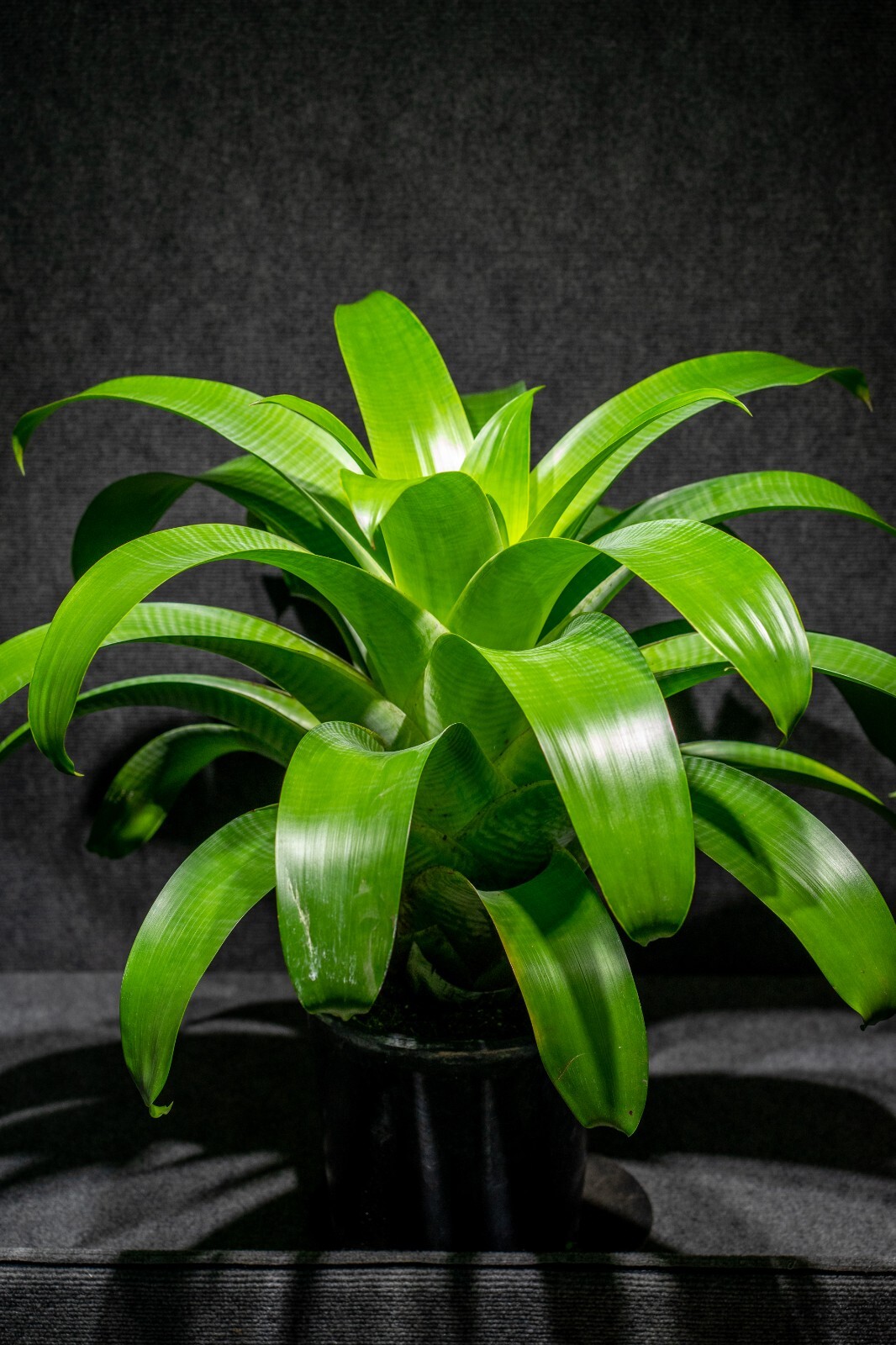 Alcantarea Glauziouana 9″ pot