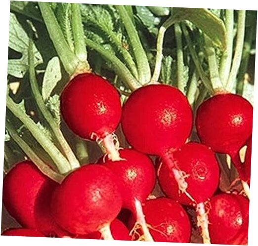 100 Champion Radish Seeds for Planting Non GMO Heirloom Seeds Fresh Vegetable