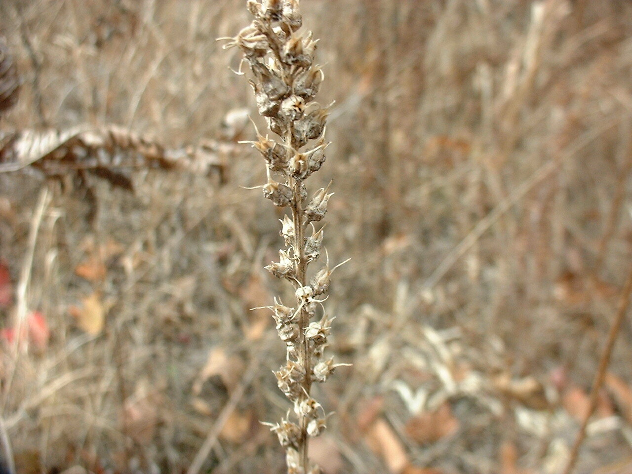 Aletris farinosa (Colicroot) wildflower seed pack perennial, Z 4-8