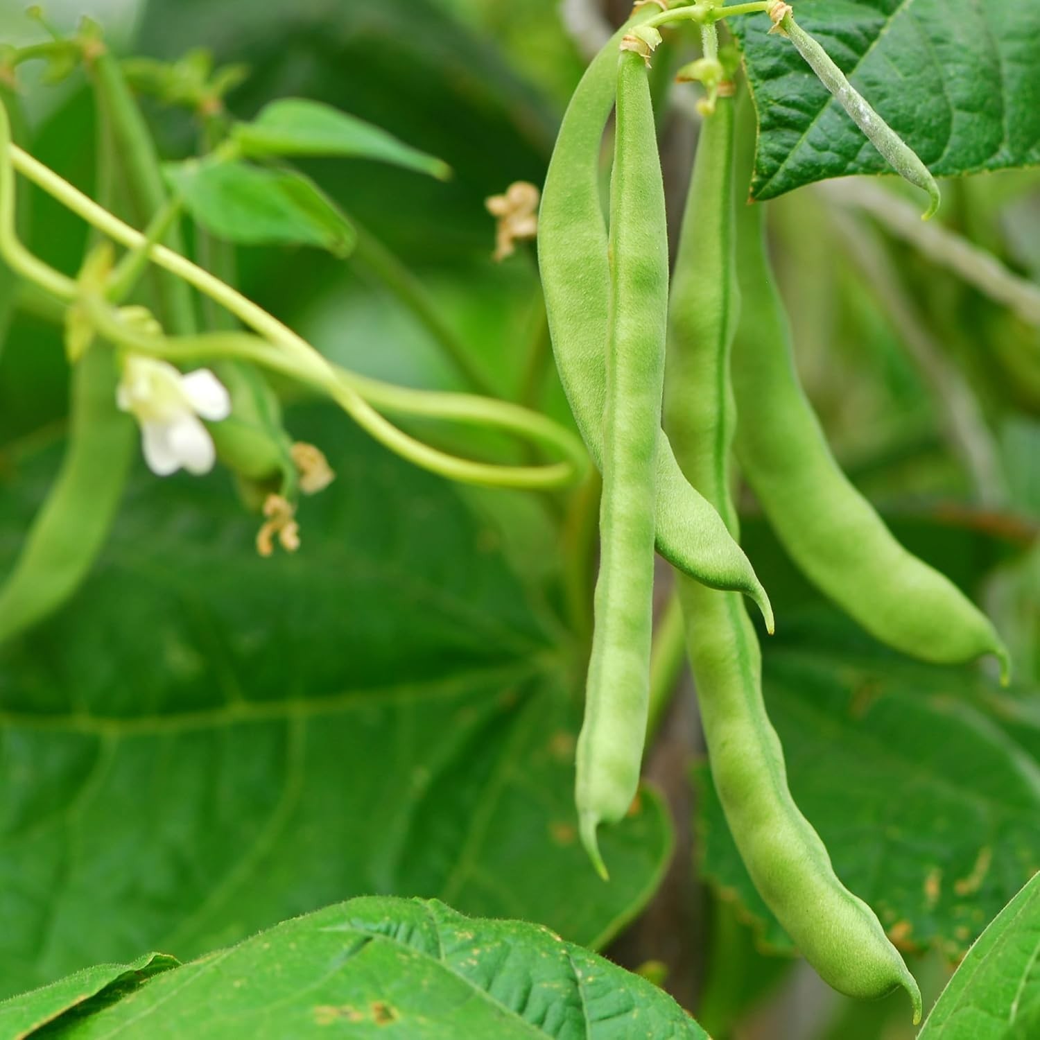 Organic Blue Lake Bush Bean Seeds, Heirloom, Non-GMO, 45 Seeds