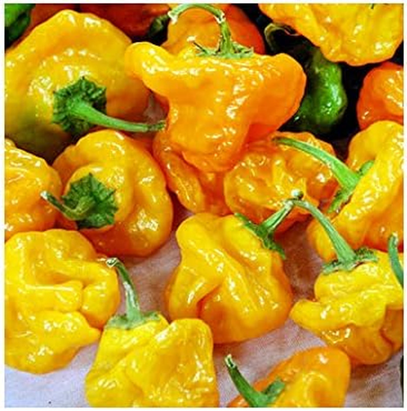 30 Yellow Scotch Bonnet Jamaican Hot Pepper Seeds Heirloom Non-Gmo Super Hot