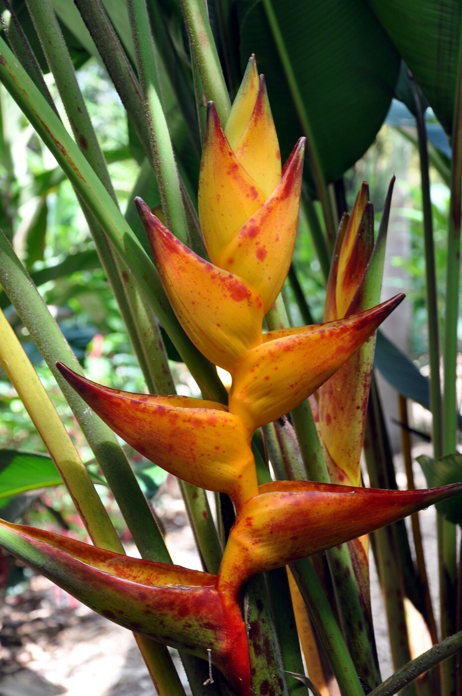 5 SPLASH (Heliconia champneiana) SEEDS Lobster Claw Flower Banana Like Rare