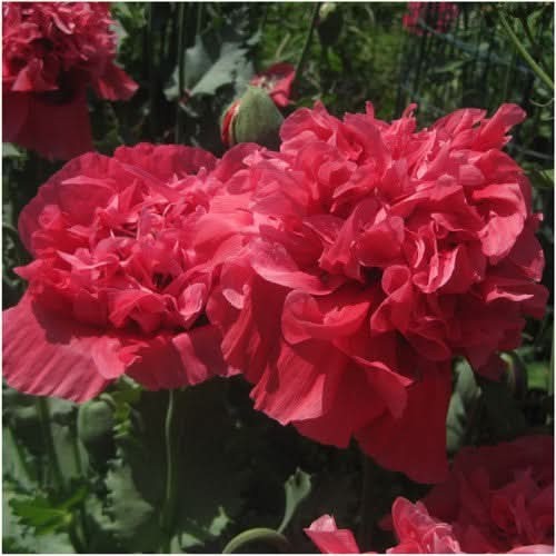 Salmon Peony Poppy Seeds For Planting (Papaver paeoniflorum)