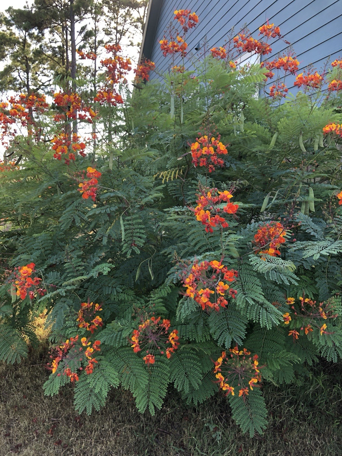 Pride of Barbados Flower 10 SEEDS Peacock Flower Seeds