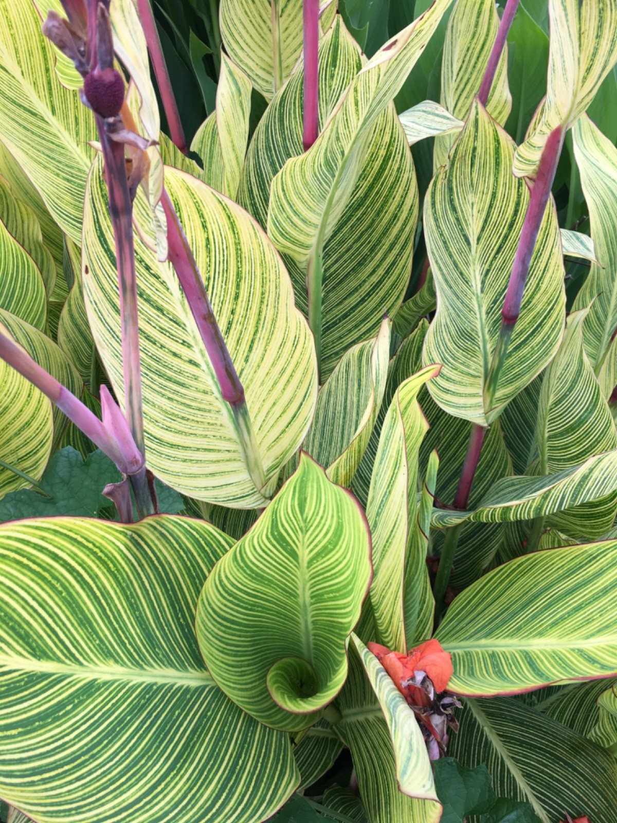 5 Pretoria Bengal Tiger Striped Canna Lily Live Plant Rhizomes Orange RARE