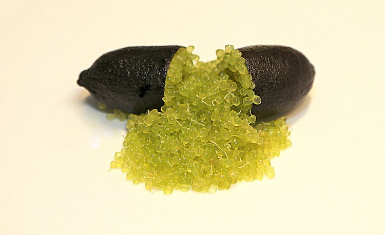 Rare COLLETTE Australian Finger Lime- 3 cuttings , no roots- imported