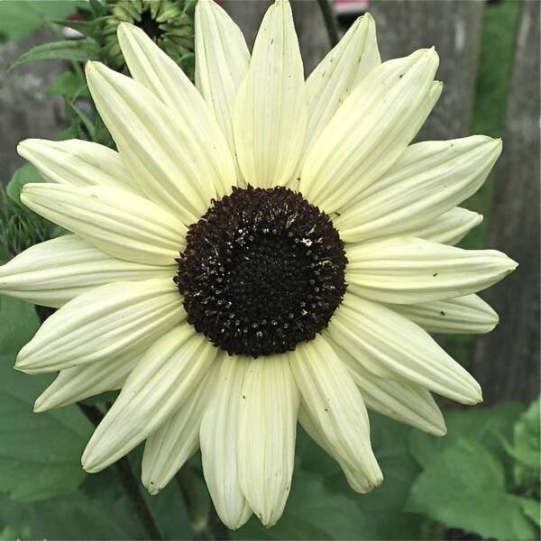 50 Helianthus Italian White Sunflower Seeds