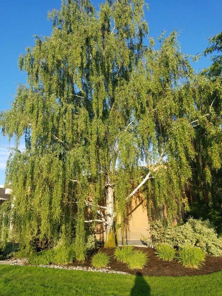 White Paper Birch Tree Seeds | Betula Pendula European Hardwood Tree Seed 2024
