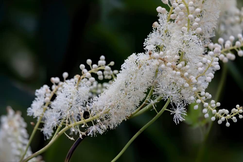 Black Snakeroot Seeds for Planting (15 Seeds) – Rare Plant – Cimicifuga racemosa