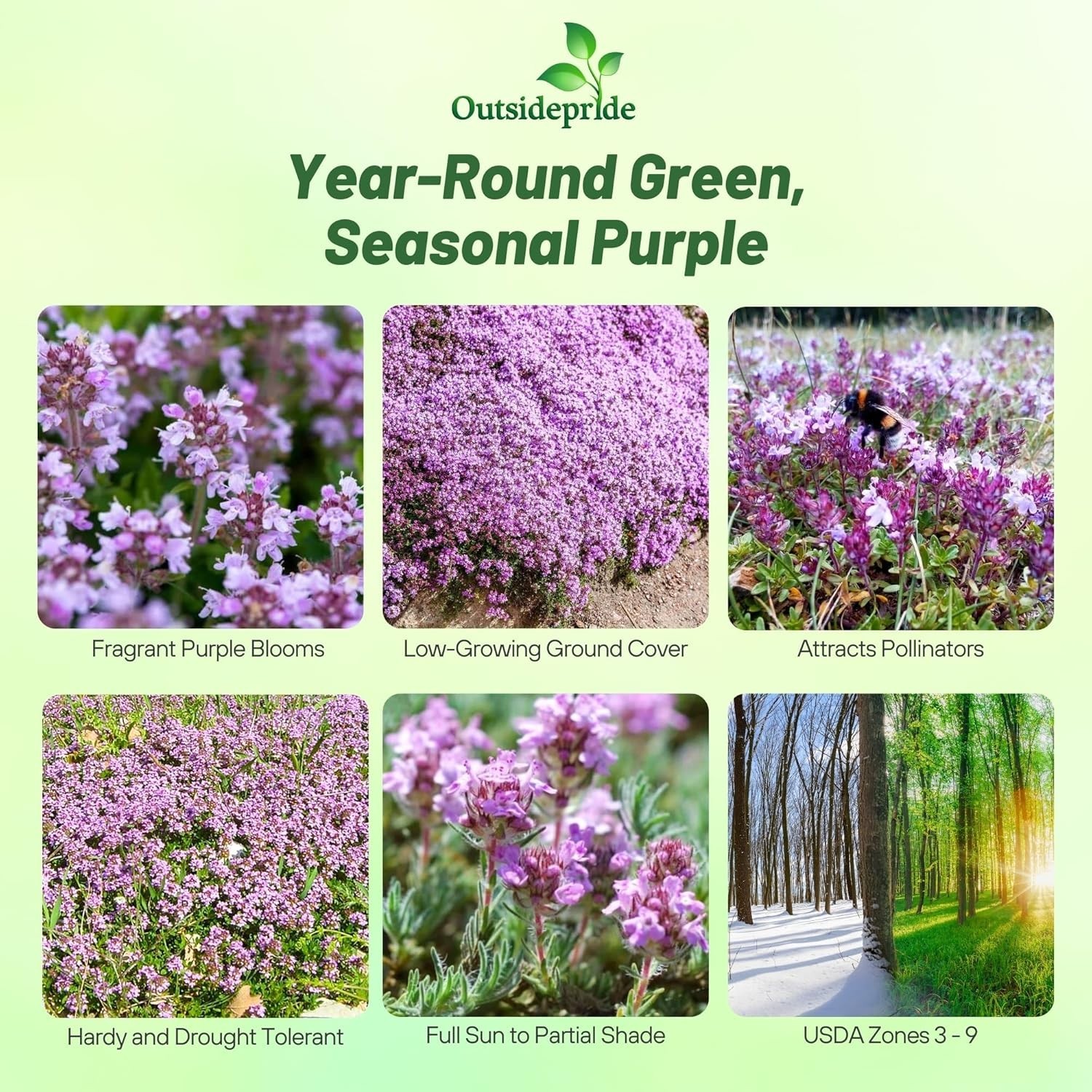 Easy-to-Grow Creeping Thyme Seeds – Fragrant Purple Flowers