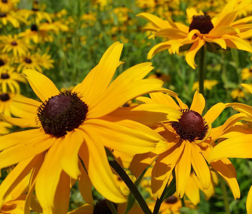 BLACK EYED SUSAN Rudbeckia Hirta – 1,000 Seeds