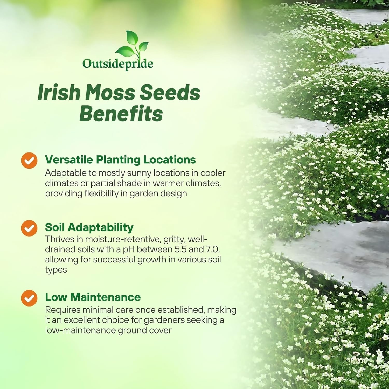 Moisture-Retaining Irish Moss Ground Cover Seeds – 5000 Count, GMO-Free