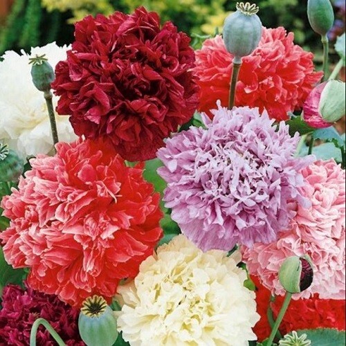 Mixed Colors Poppy Peony Doubles Seeds 10,000 For Planting Red Pink White Purple