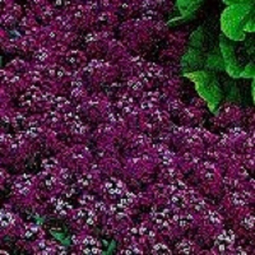 60+ Maroon Alyssum Perennial Flower Seeds / Ground Cover / Oriental Night