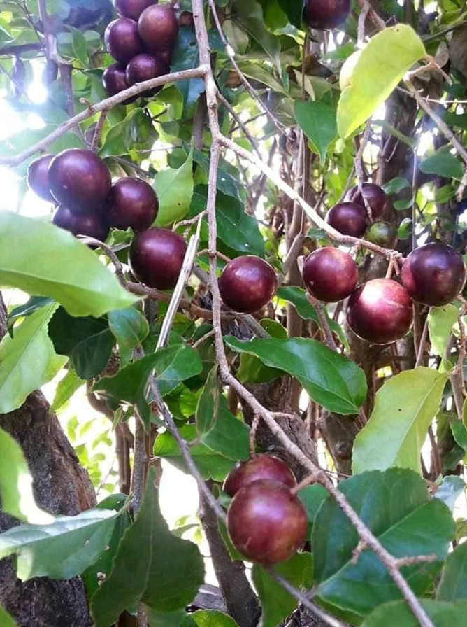 Flacourtia Jangomas 10 Seeds, Indian Coffee or Runealma Edible Plum Fruit Tree