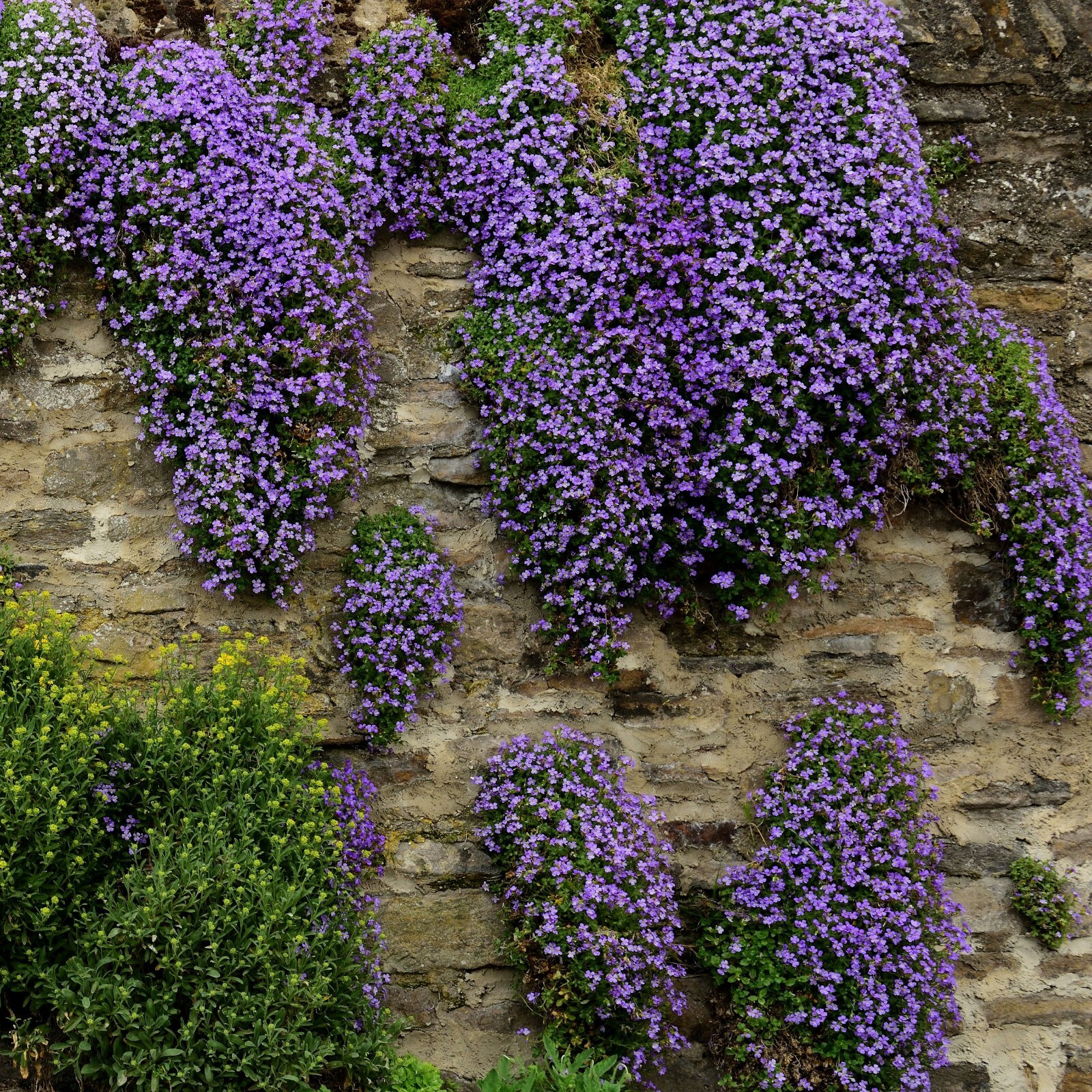 200+ Purple Rock Cress Seeds | Lilac Bush Perennial Groundcover Garden Seeds USA