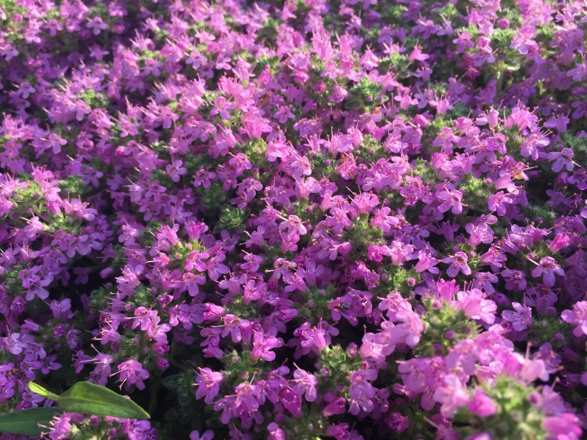 Creeping Thyme 4000 Seeds | Purple Groundcover Herb Lawn Drought Arid Perennial