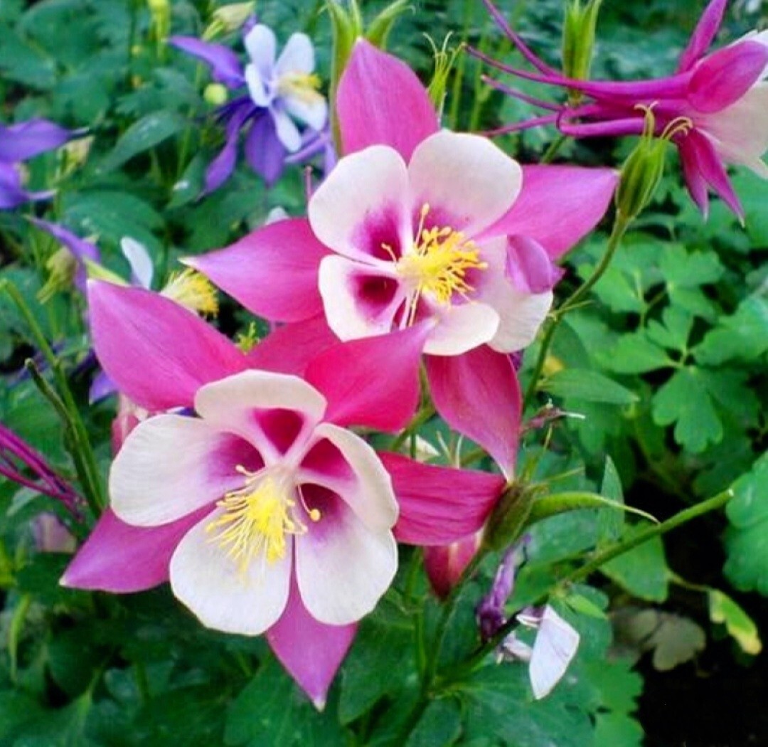 Columbine 250 Seeds McKana Giant Hybrids Aquilegia vulgaris Dwarf Granny’sBonnet