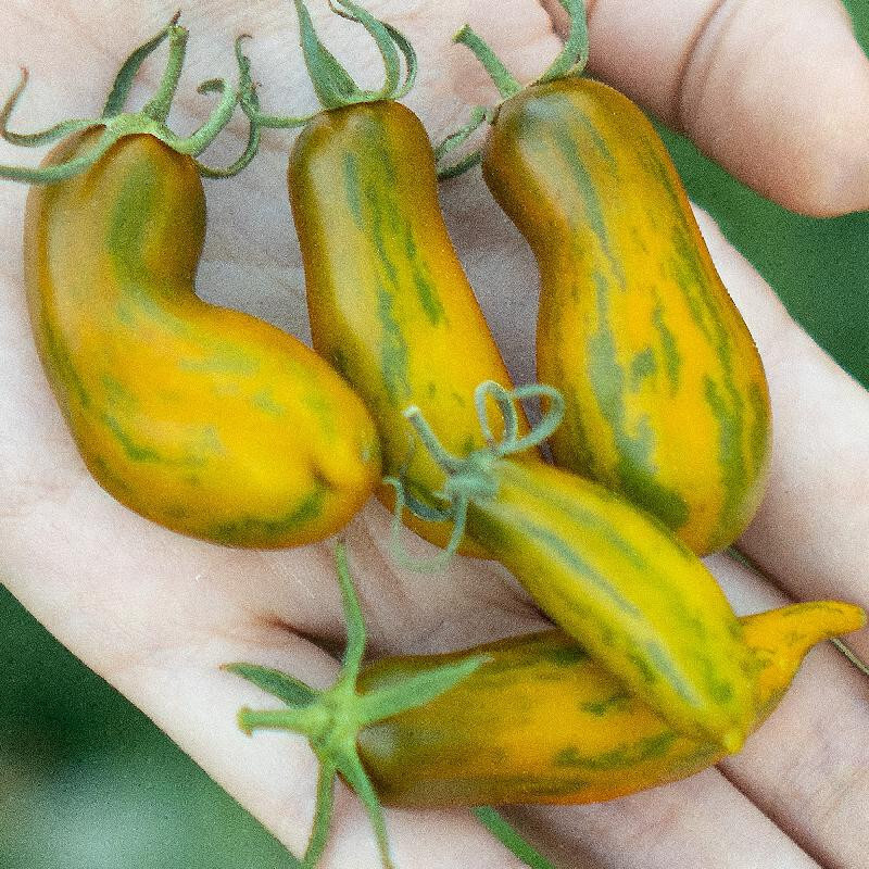 50+ SAUSAGE HEIRLOOM TOMATO SEEDS HEIRLOOM FRESH HARVEST FOR GARDENS