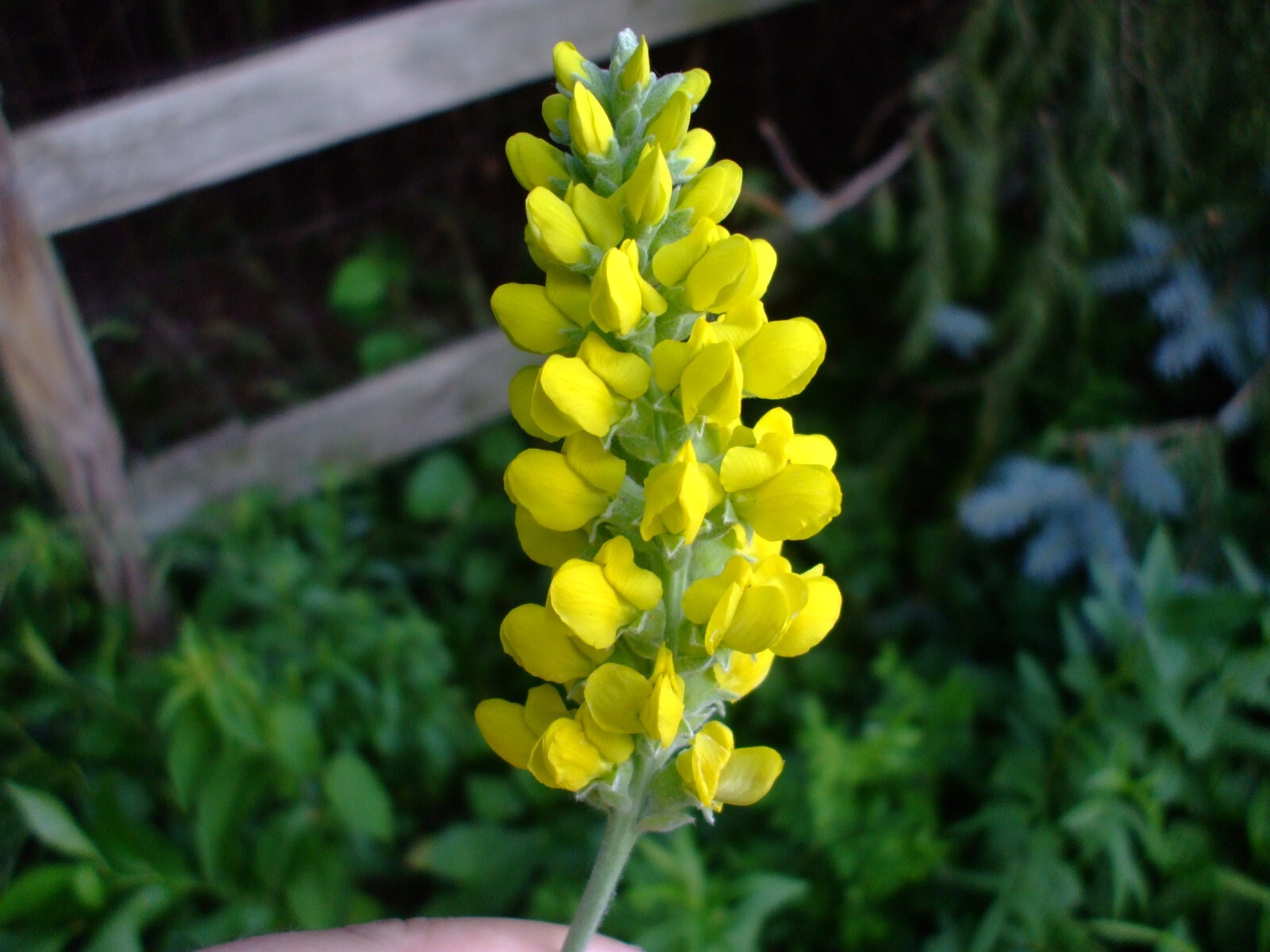 Thermopsis villosa (Carolina Lupine) wildflower seed pack perennial, Z 4-8