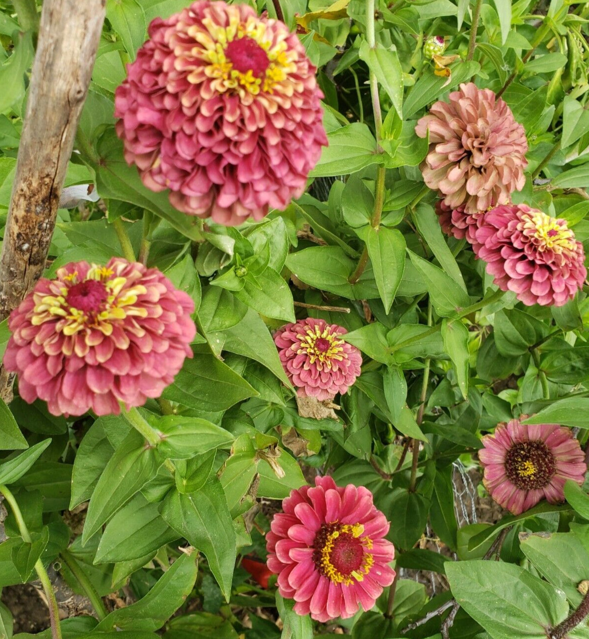 Red Queen Lime Zinnia (30 seeds)- vintage and classy look!