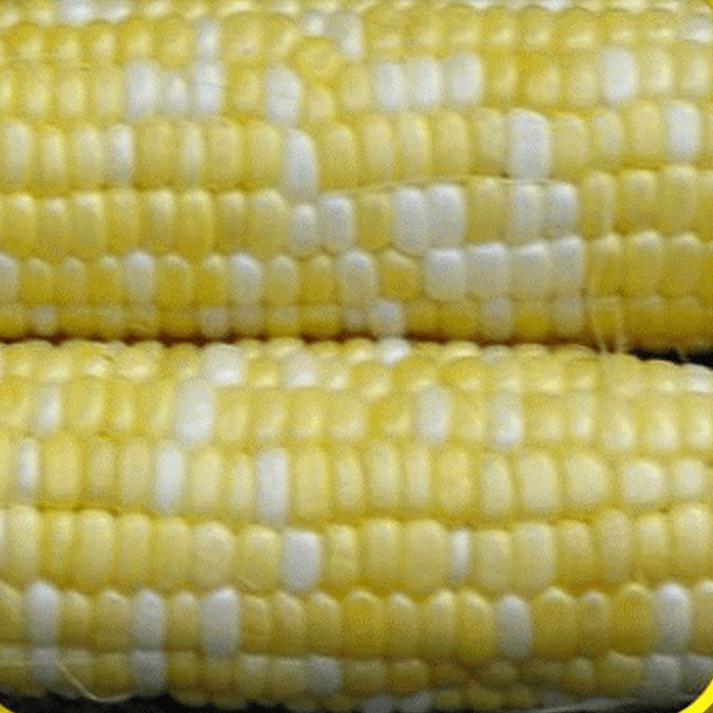 Peaches And Cream Hybrid Bicolor Sweet Corn Seeds Free Shipping!