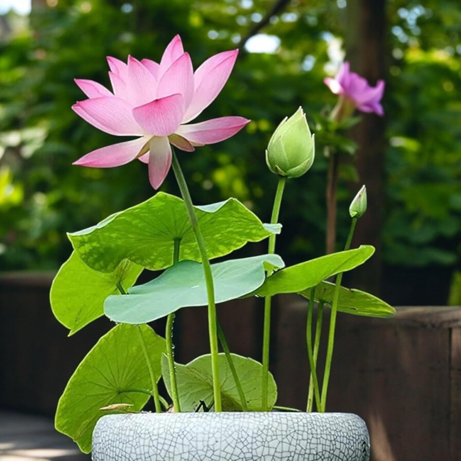 Vibrant 15pcs Lotus Seeds – Pink, Red & Green for Indoor/Outdoor Serenity