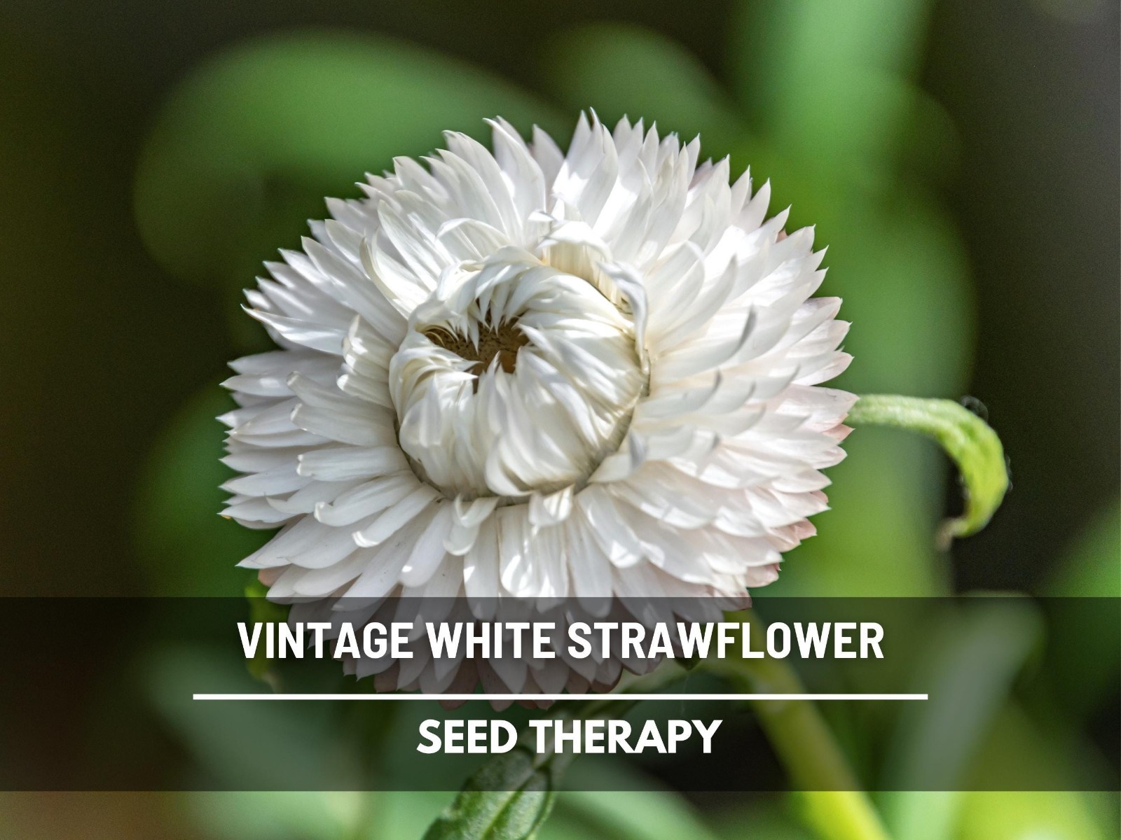 Vintage White Strawflower Seeds, Heirloom Prolific Bloomer, USA Grown