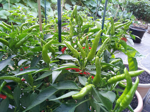 Extreme Hot Green Indian Chili – 20 Seeds – Australian Grown Seeds