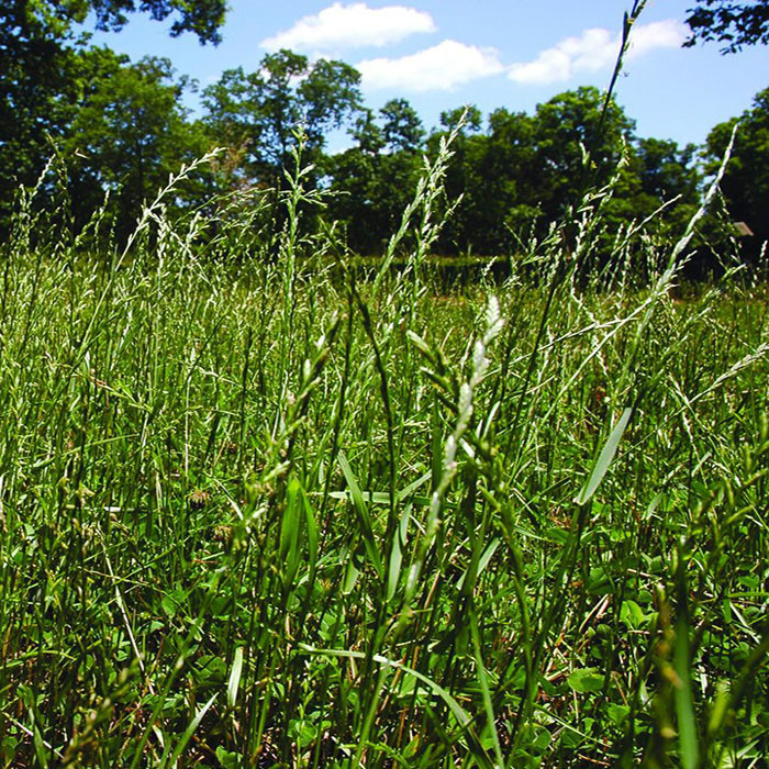 Gulf Annual Ryegrass 2 Lbs ” Cool Climate Lawn Grass ” Bulk Coverage 750 Sqft