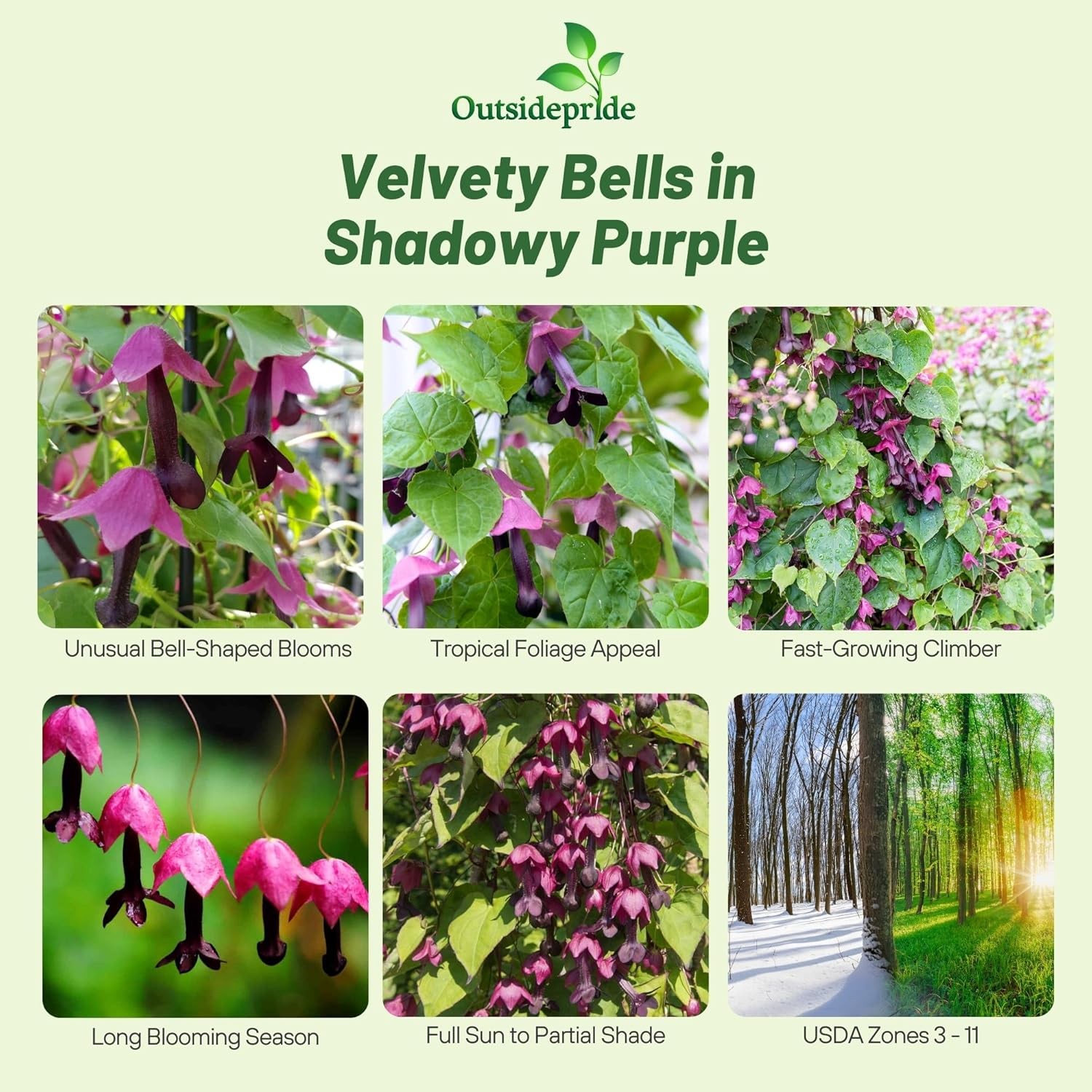 50 Seeds Rhodociton Atrosanguineus Seeds – Purple Bell Vine Flower Seed
