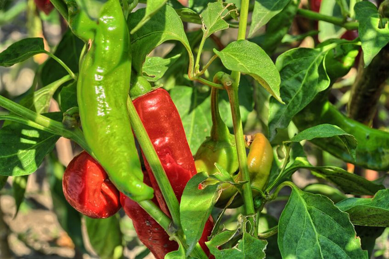 10 seeds Italian Pepperoncini Pepper -Sweet with a kick Vegetable -Seed Pack