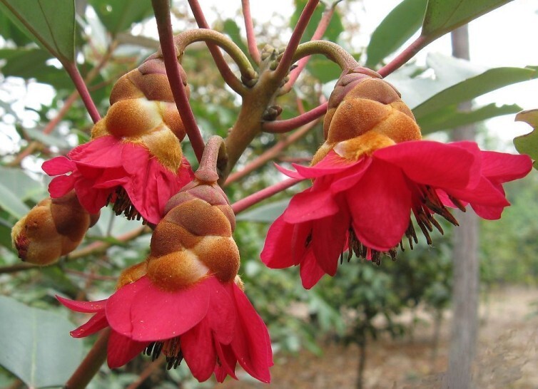 Rhodoleia Championii Rare Protected Flowering Shrub Tree Hong Kong Rose 25 Seeds