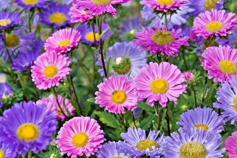300+GIANT CALIFORNIA CHINA ASTER Mix Seeds Cut Flowers Summer Garden Container