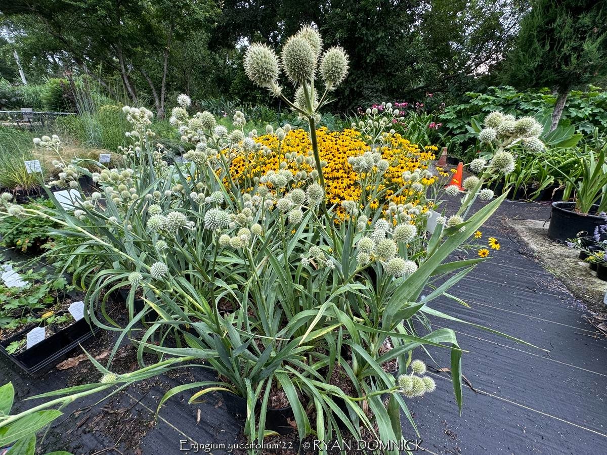 BULK SEEDS!…Eryngium yuccifolium…Rattlesnake Master…QTY/bag=1000